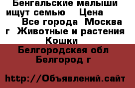 Бенгальские малыши ищут семью) › Цена ­ 5 500 - Все города, Москва г. Животные и растения » Кошки   . Белгородская обл.,Белгород г.